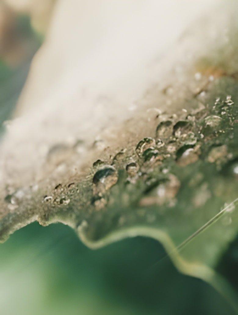 Close-up of a green leaf with water droplets highlighting the calming effects of Calming Facial Oil with Cannabidiol